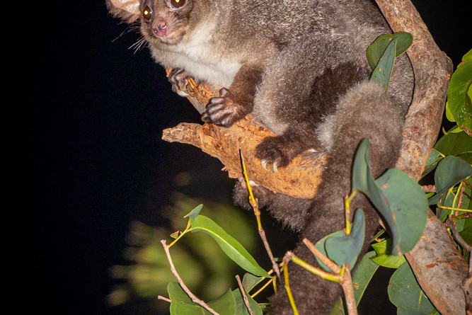 The cute Greater Glider photographed in trees on the Tablelands. Image: Dominic Chaplin