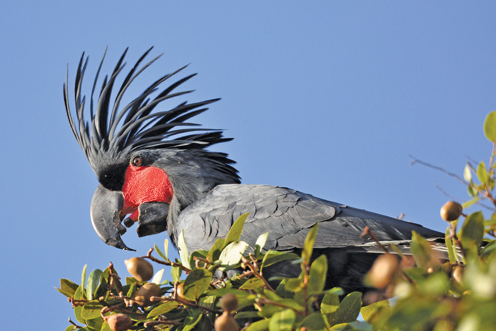 The Palm Cockatoo is a spectacular bird. Lovers of the palm Cockatoo are keen for the bird to become the mascot for the Brisbane Olympic Games in 2032. Image: Dr Christina Zdenek. IMAGE: PETER VALENTINE.