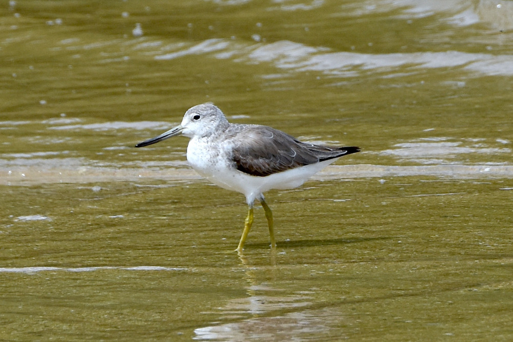 “Nordy” the Nordmann’s Greenshank that has now spent two remarkable summers on the Cairns Esplanade. Photo: Peter Valentine