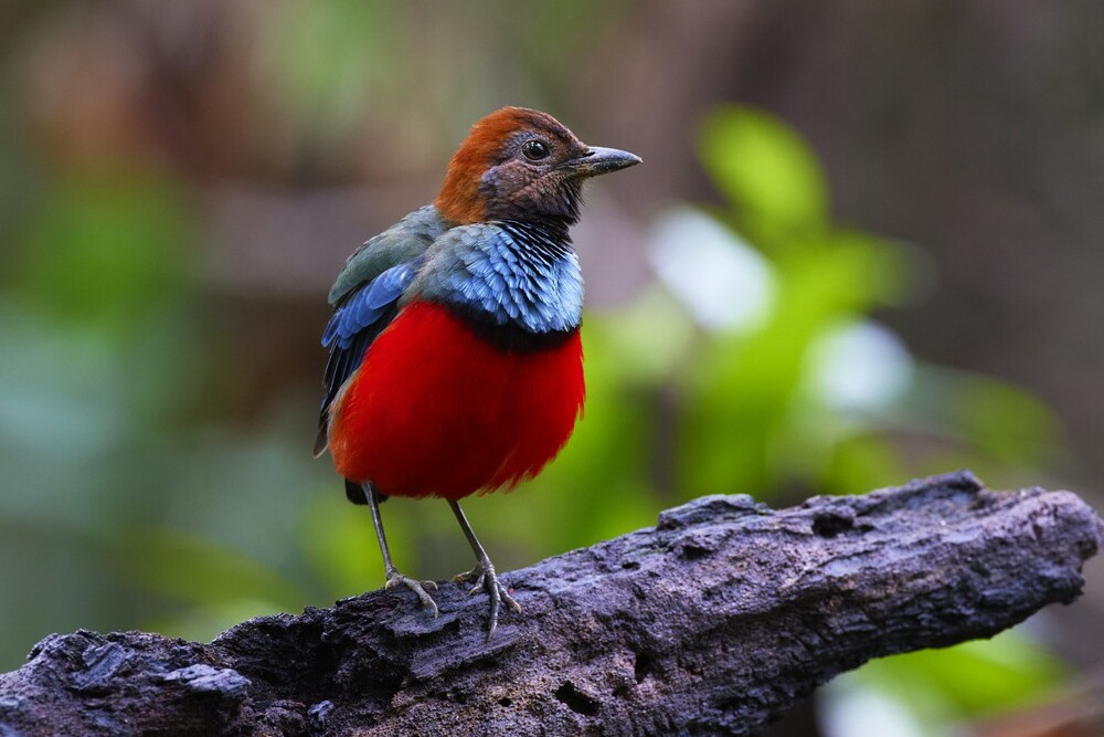 The beautiful red-bellied Papua Pitta (abve) and the Palm Cockatoo are just two of the birds that will be featured at the free Malanda presentation. Photos: Martin Willis.