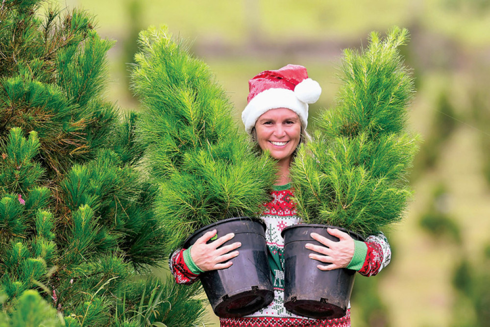 Atherton Christmas Tree Farm owner Juana Adoberg was not expecting the huge influx of customers during their tagging day