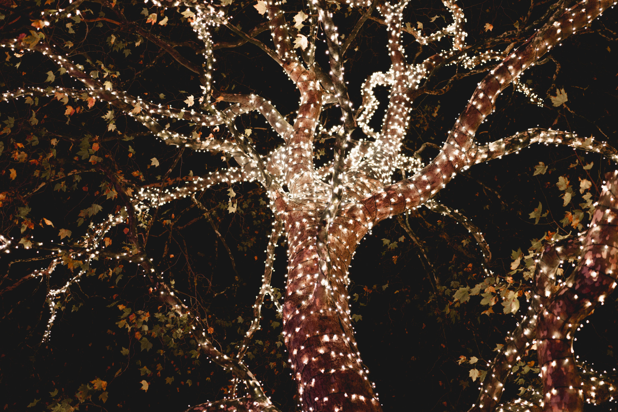Yungaburra trees to lighten up - feature photo
