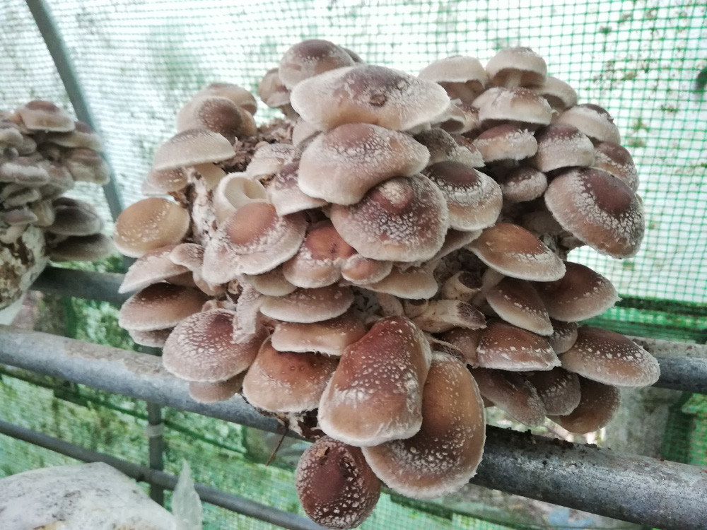 page-18-shiitake-mushrooms-before-harvest—-img_20210818_103248.jpg