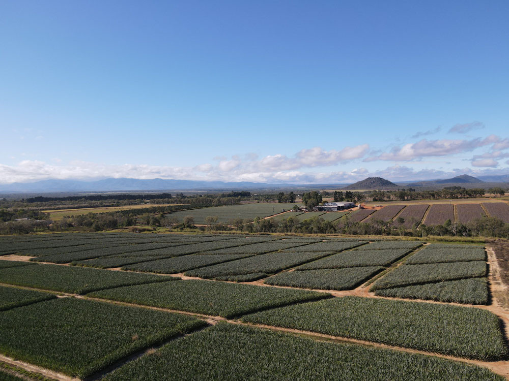 The annual harvest is underway at Piñata’s Mareeba pineapple farm.