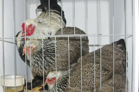 poultry-(2).jpg