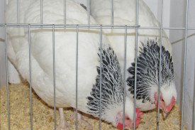 poultry-(5).jpg