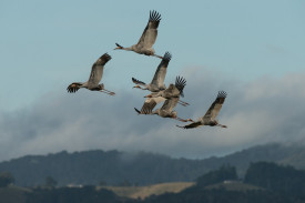 Australian Sarus Cranes – The Atherton Tablelands is their most important wintering site in the Southern Hemisphere. Photographer: Jürgen Freund.