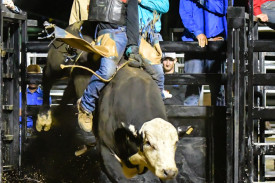 Locals were treated to top class bull riding last Saturday as the Great Northern Bullriding Series was hosted in Mareeba. Photos by Peter Roy.