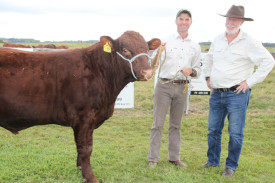 Nick Trompf of Tallangalook Stud showed prospective buyer, Leo Ward, an example of his Shorthorn sires.