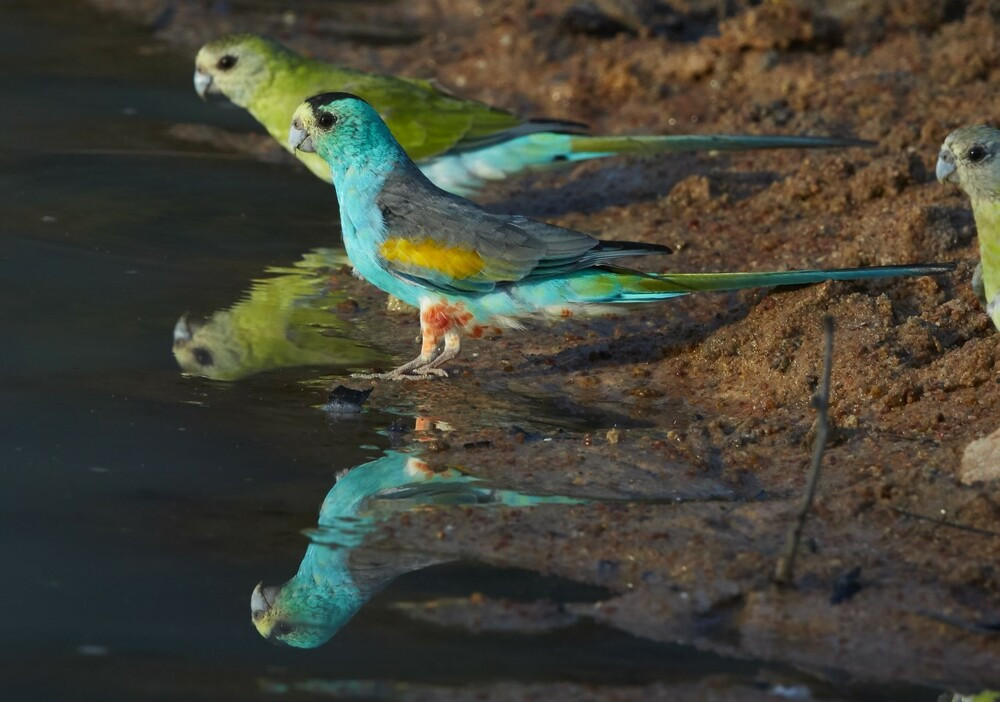 Goldenshouldered Parrot