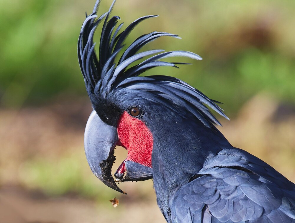 Palm Cockatoo